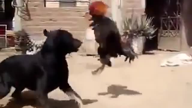 Watch the clash between dog and rooster