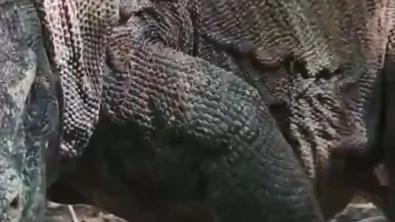 Deadly Battle: King Cobra vs. Komodo - Who Will Survive?