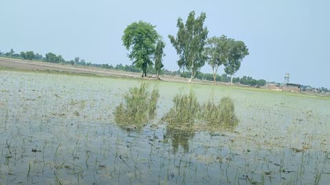 Hamare khet mein yah kya chij hai batao comment mein