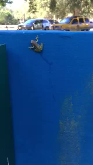 Baby Kermit on the run