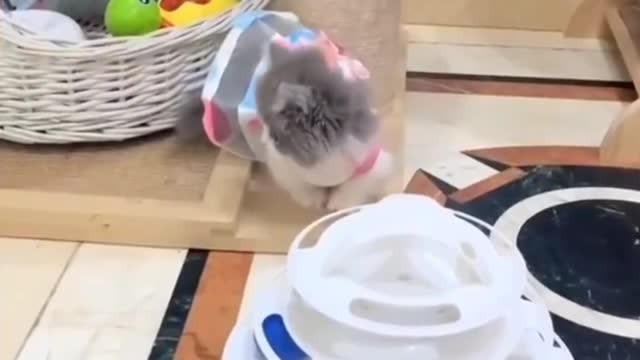 why is the cute cat scared, cute cat playing the games