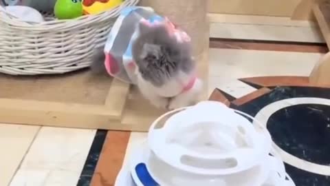 why is the cute cat scared, cute cat playing the games