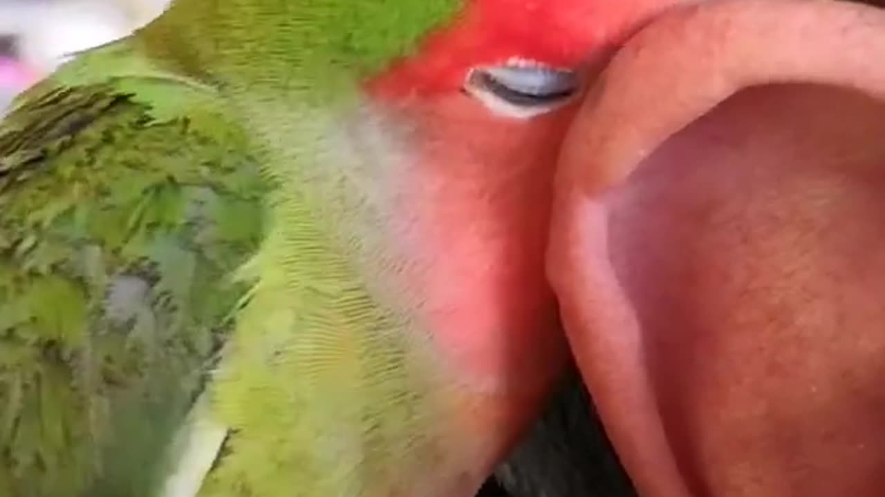 Cockatiel loves to prepare coffee funny birds funny animals