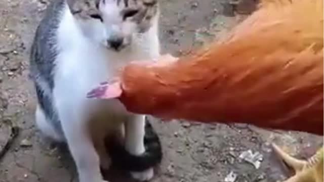 The cat slapped the chicken