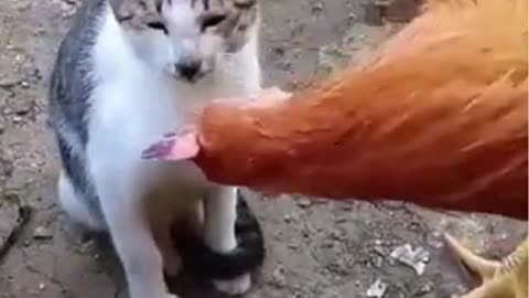 The cat slapped the chicken