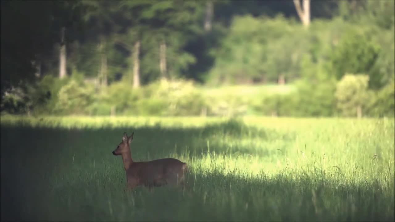 Deer Roe Animal Barking Cry Animal World Protest