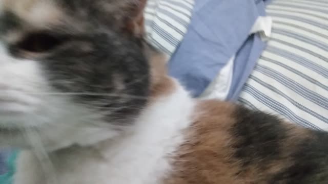 Emma and Shanti Cuddling With Me When I Wake Up