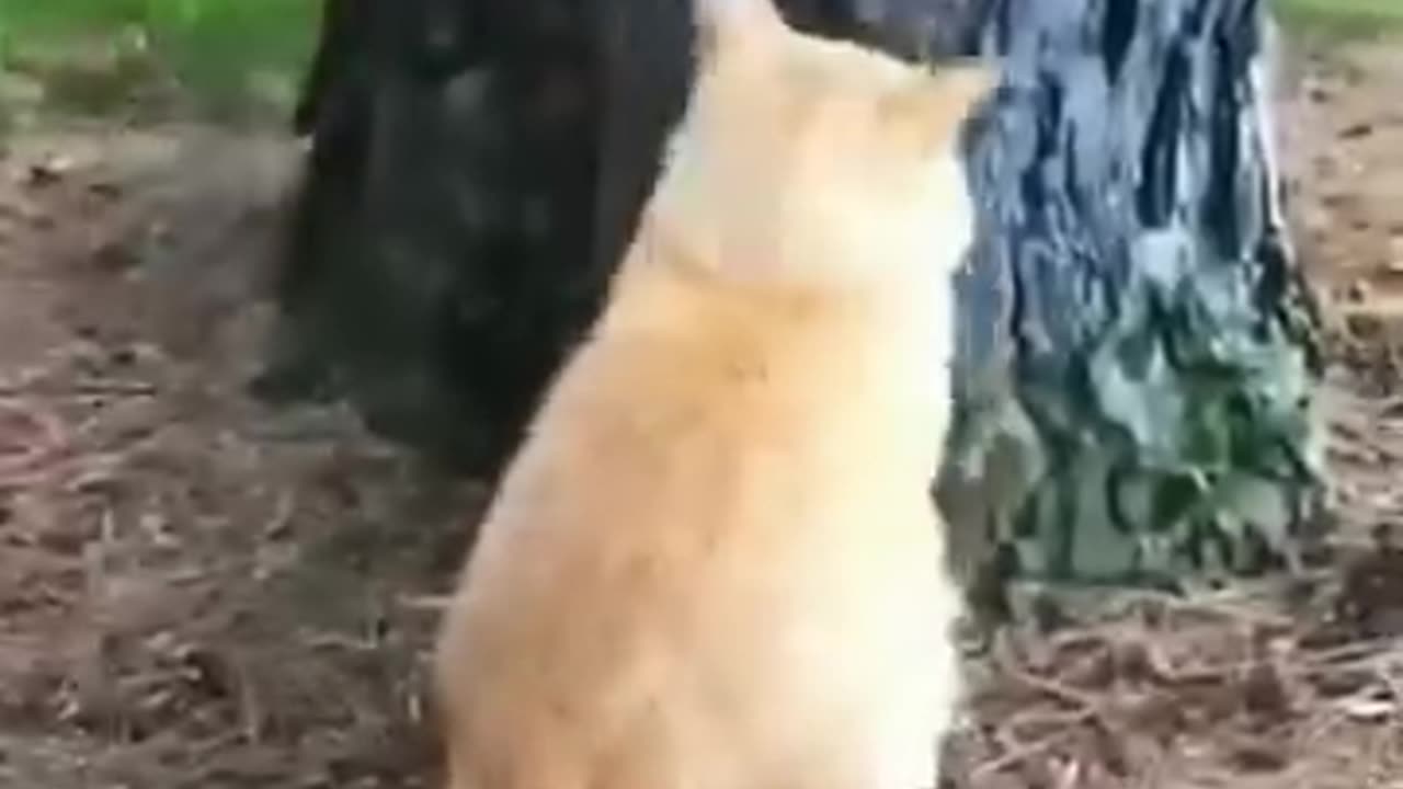 Funny animals - Funny cats _ dogs - Funny animal videos 32