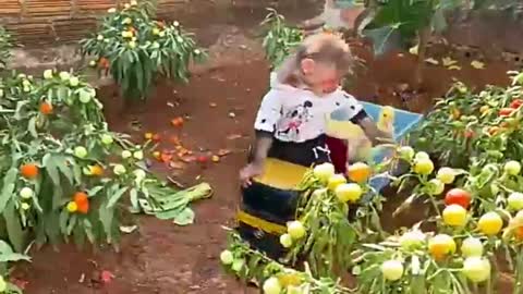 Funny Small Cute Monkey Video