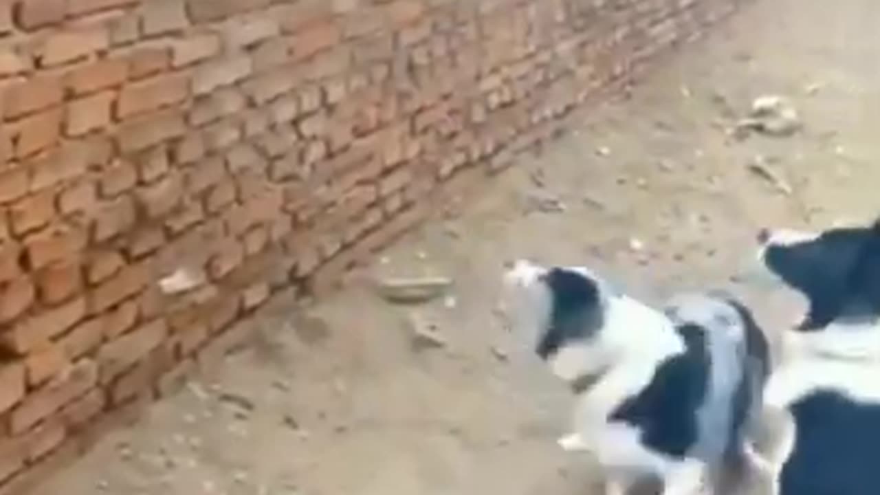 Cat, funny angry dogs 🐕 😺