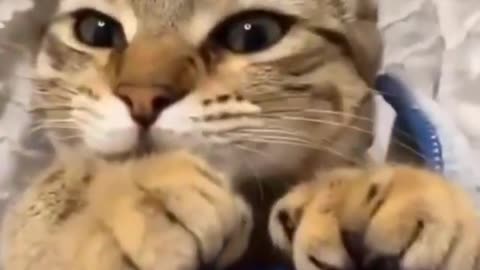 Cute cat Karl in winter time