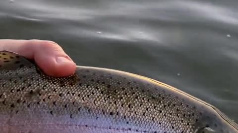 Do any other trout fight as hard as a big rainbow