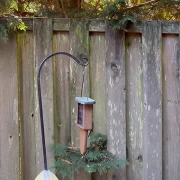 Surfeit of Chickadees