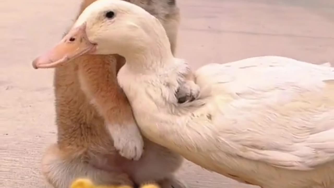 Funny Video