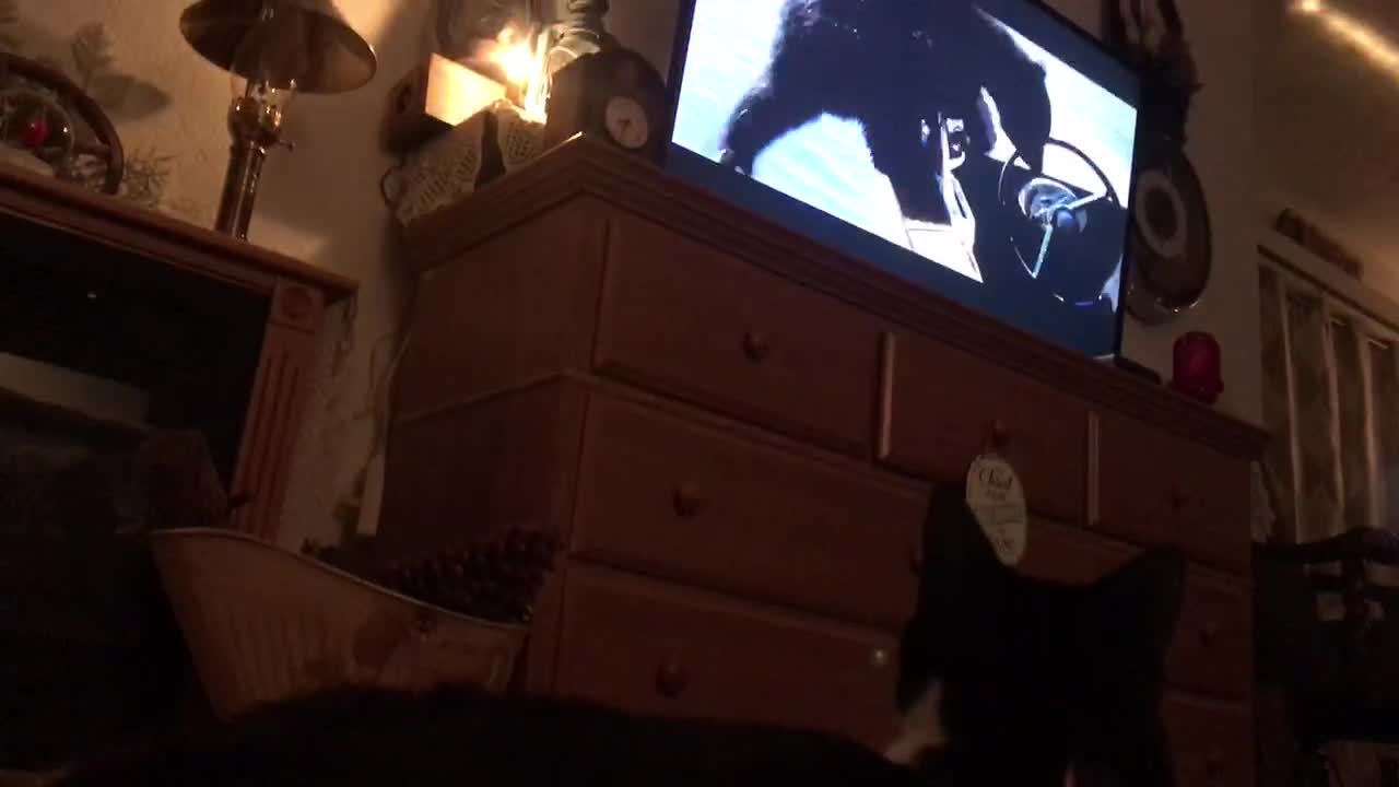Cat Watching The Disney Bears