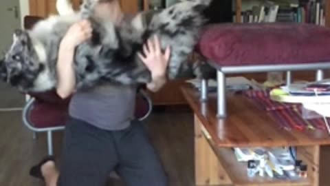 Australian Shepherd performs trustfall with owner in epic slow motion