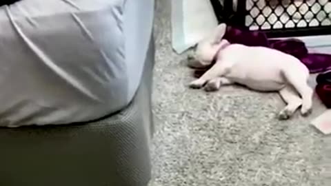 Must funny 🤣