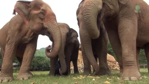 Listen To The Sounds Of Elephants While They Eat - ElephantNews