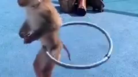 Funny monkey