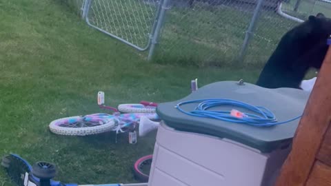 Black Bear Helps Itself to Garbage