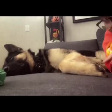 Funny Animal Moments