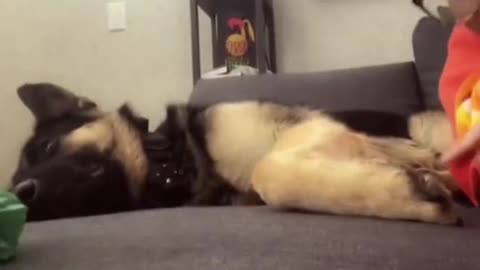 Funny Animal Moments
