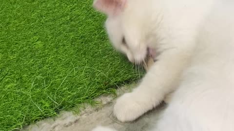 Persian cat playing