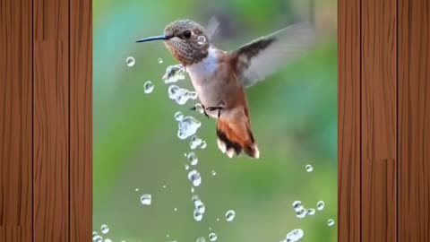 Nature I Slow Motion I Bird I Sprinkle I Beauty