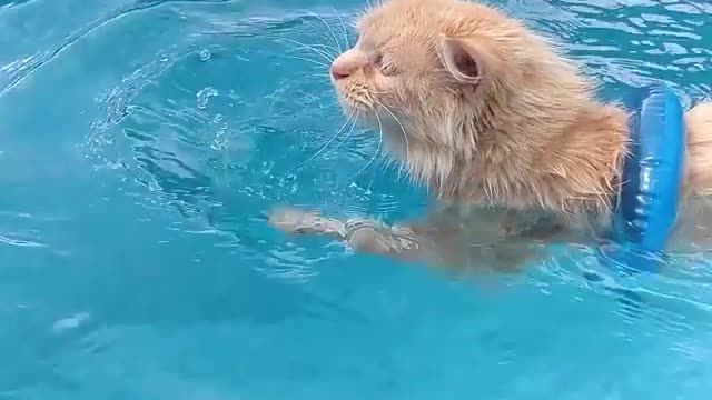 funny cat video new 2022
