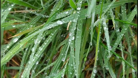 Raindrops on the grass