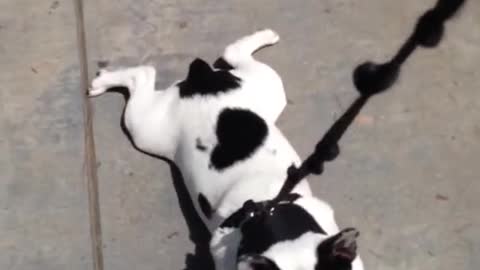 Stubborn French Bulldog Puppy Beauregard Won't Walk Home