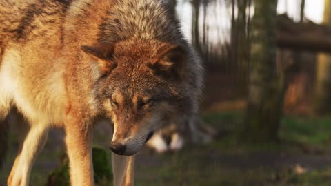 Mountain wolf in slow motion