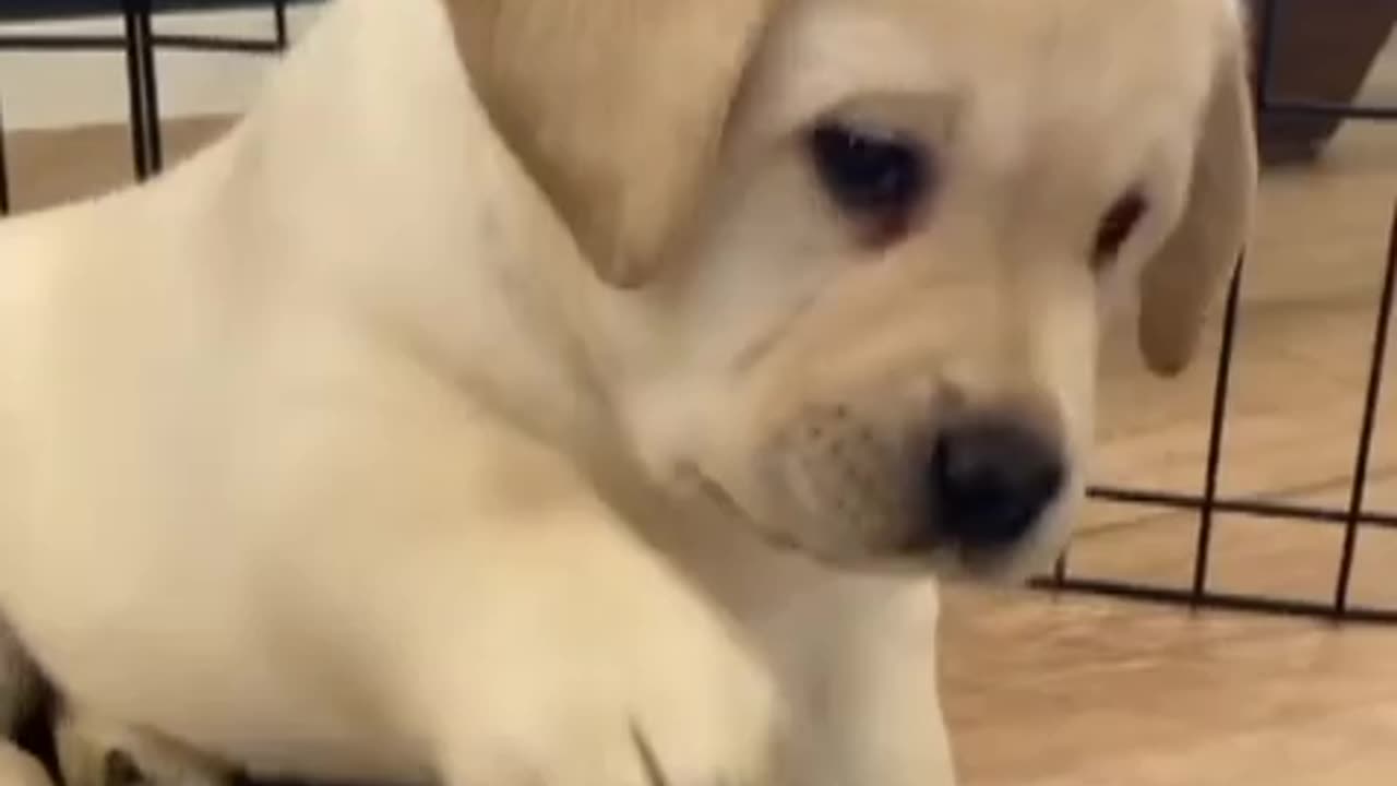 Funny 🤣 video 📸 🐶 puppy