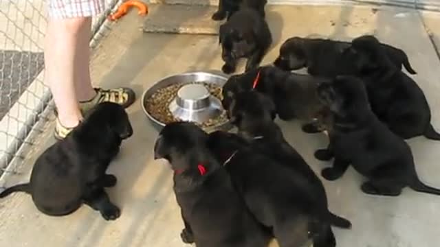 Dog training videos