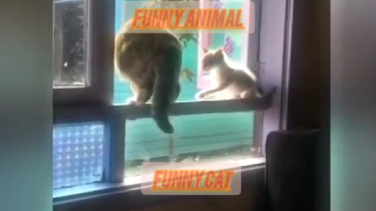 Funny video of cats and dogs 😂🤣