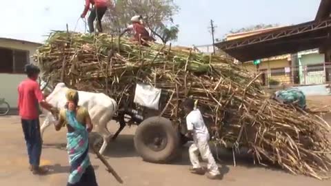 Sugar cane Bullock card full of load