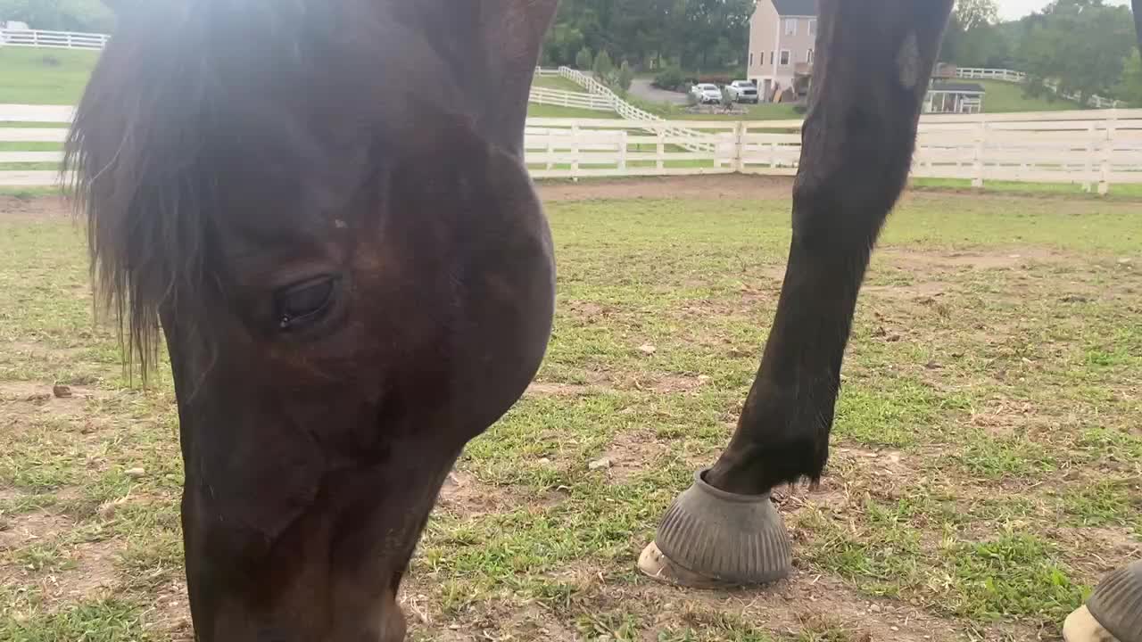 Horse grazing birds singing