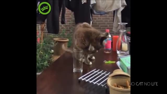 2min to Laugh Cute and Funny Cat Videos to Keep You Smiling! (3)