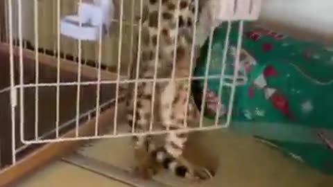 funny animals