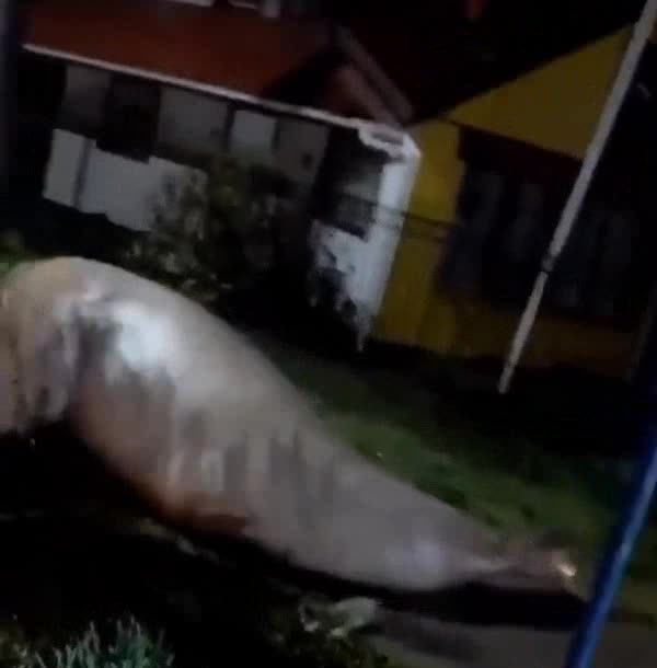 Hurricane Ian rocks Florida. Florida just outta control right now. Massive seal running down the city sidewalk