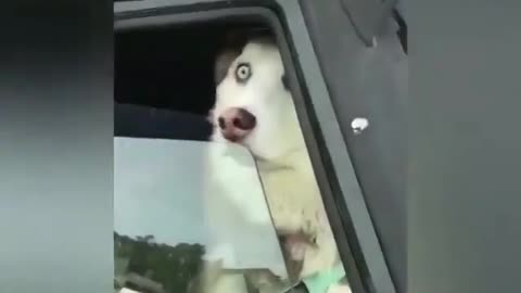 Shocking view for an husky, Funny husky dog video