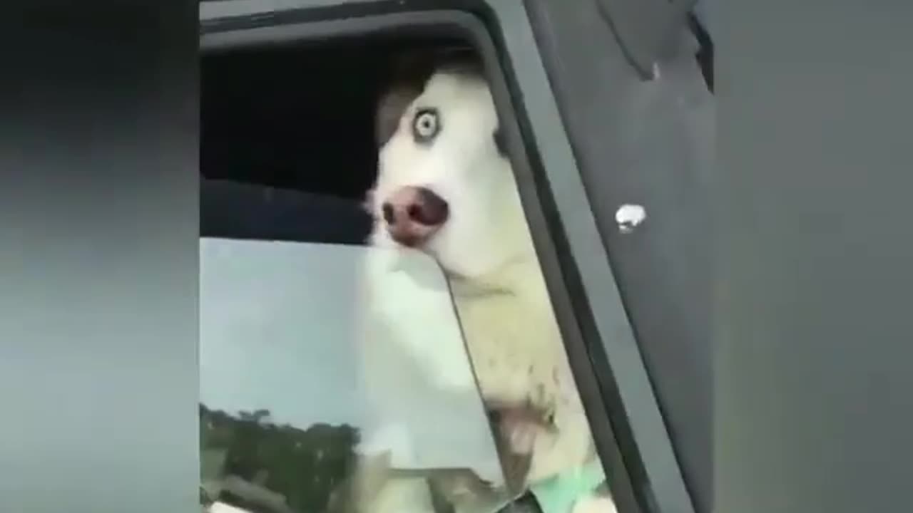 Shocking view for an husky, Funny husky dog video