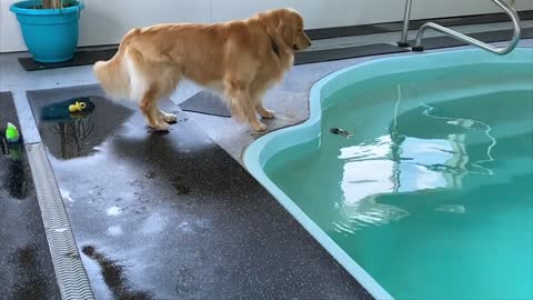 My Dog Rents a Swimming Pool