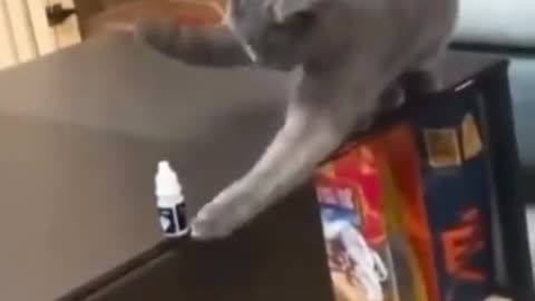 cats funny videos