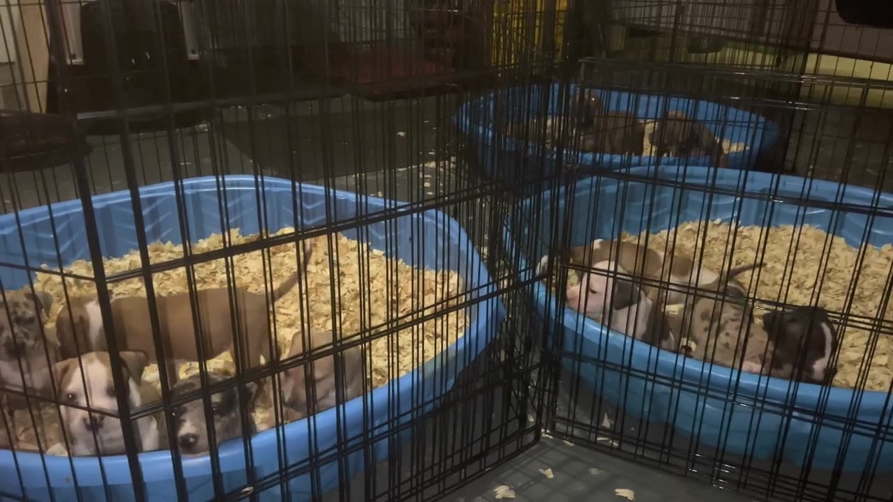those animals are funny