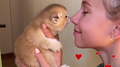 cute himalayan cat wanting affection and attention