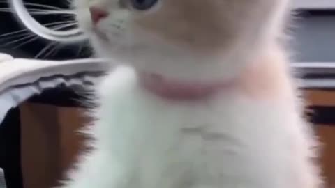 Cute funny cats reactions 😂😻