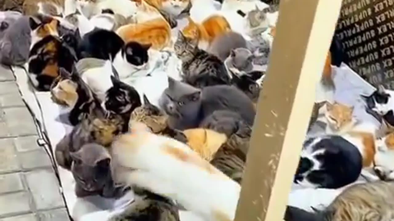 Cat heaven