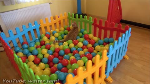 Two Cats and 500 Balls in a Ball Pit !!