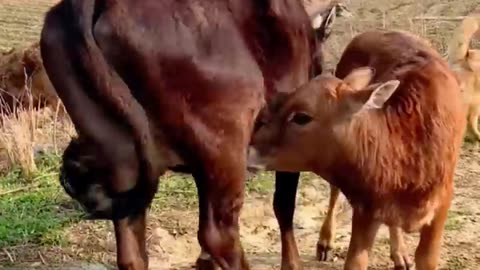 🤣Funny Animals & Cute Pets Viral Videos Compilation🧡 Animals LOL Moments #funnyanimals #funnydogs
